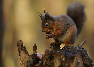 close up photo of squirrel eating nuts