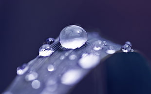 closeup photography of water dew