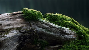 brown drift wood with moss HD wallpaper
