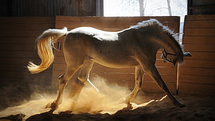 photo of white Horse during daytime