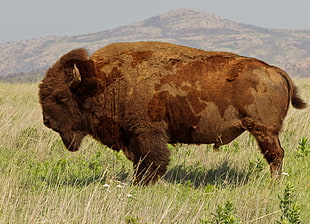 brown bison, buffalo, animals, bison, nature