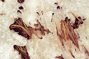 dried leaves, macro HD wallpaper