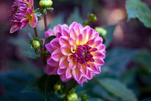 tilt-shift photography of pink and yellow Dahlia flower