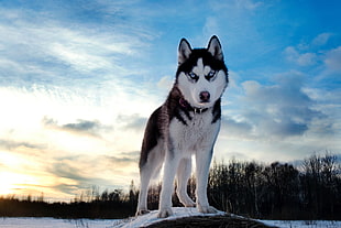 black and white Siberian Husky HD wallpaper