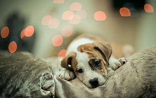 macro photography of white and brown short coated puppy laying down on gray textile