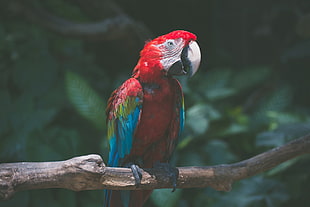 red macaw bird, Parrot, Macaw, Bird