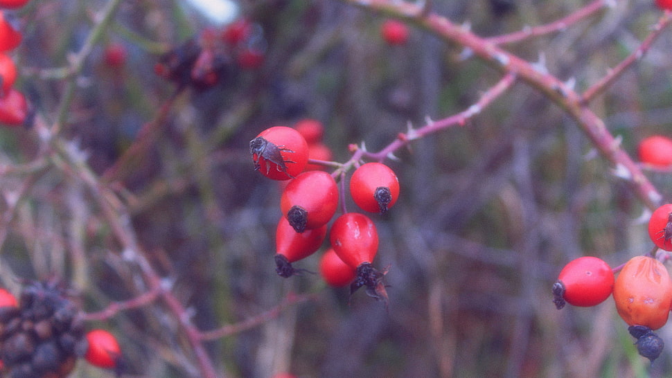 round red fruits, berries, plants HD wallpaper