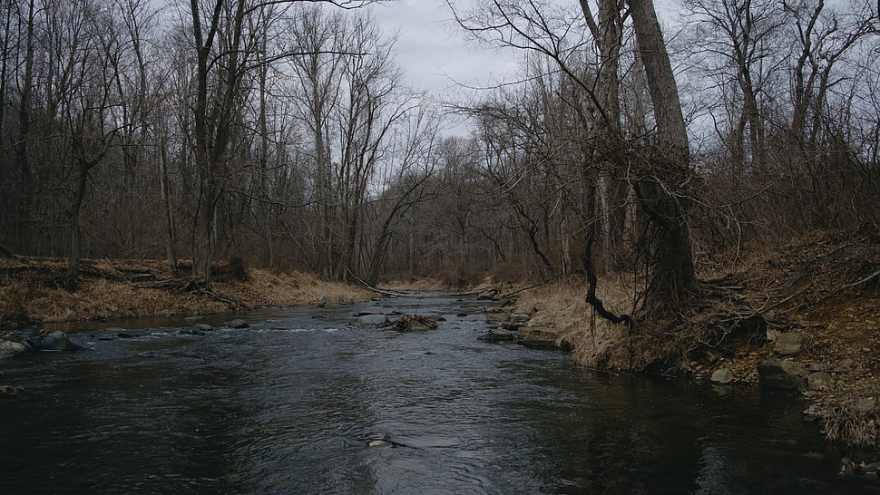 gray and black tree painting, river, trees HD wallpaper