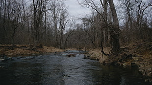 gray and black tree painting, river, trees