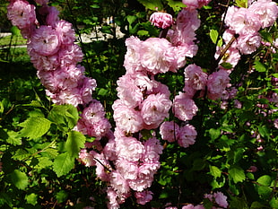 pink Delphinium flower plant