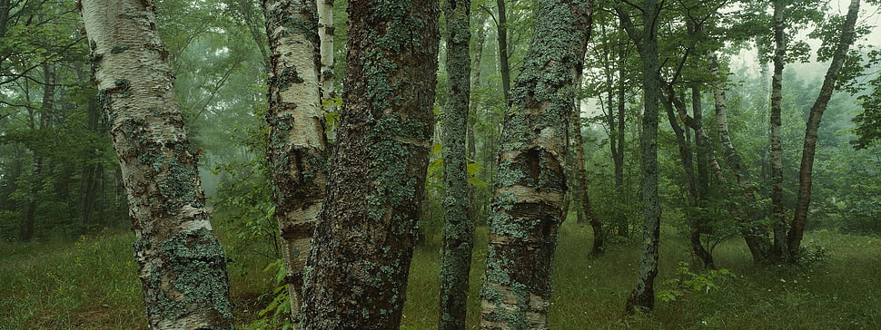moss on tree trunks HD wallpaper