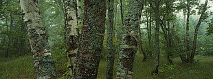 moss on tree trunks