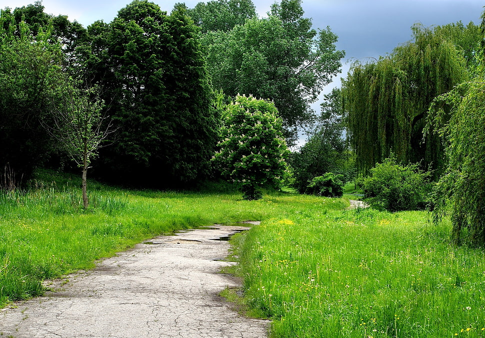 Grass,  Forest,  Trees,  Trail HD wallpaper