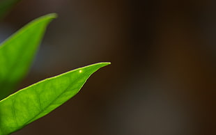 green leaf Macro photography HD wallpaper