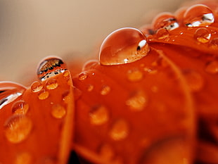 close photo of water droplets on red petaled flower, orange