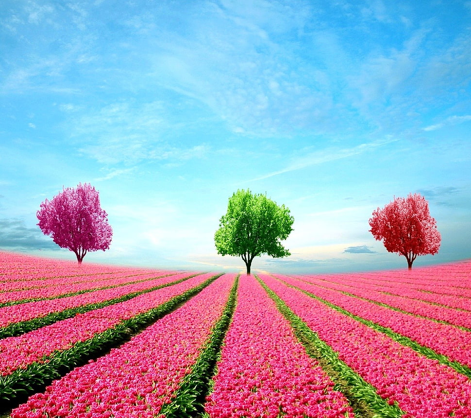 two pink and green flowers, nature HD wallpaper
