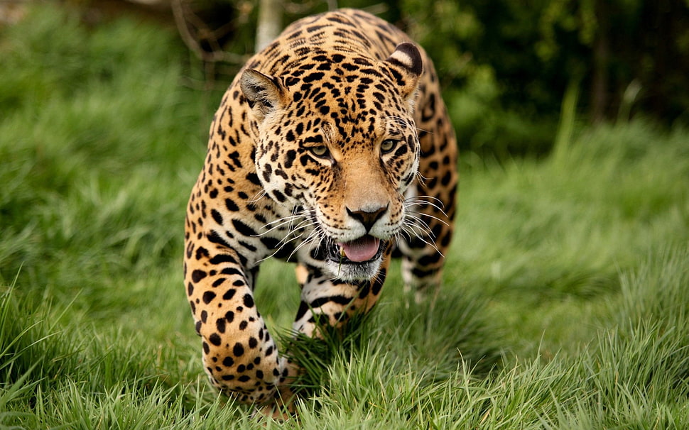 Leopard on green grass field during daytime HD wallpaper
