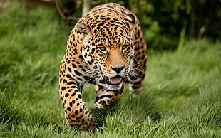 Leopard on green grass field during daytime
