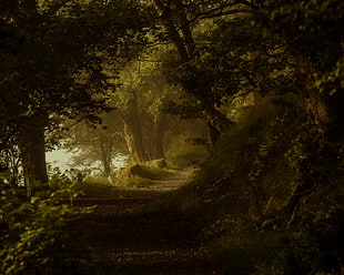 road surrounded by trees illustration, plants, forest, path