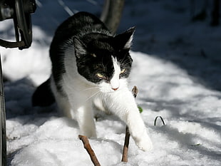 shallow focus photography of Tuxedo cat on snow field