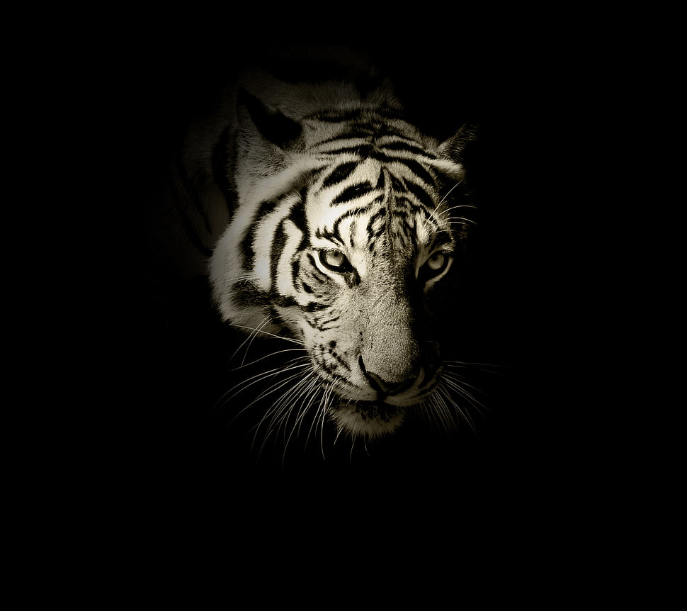 grayscale photography of tiger HD wallpaper