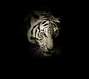 grayscale photography of tiger
