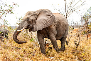 gray elephant, Elephant, Trunk, Grass HD wallpaper