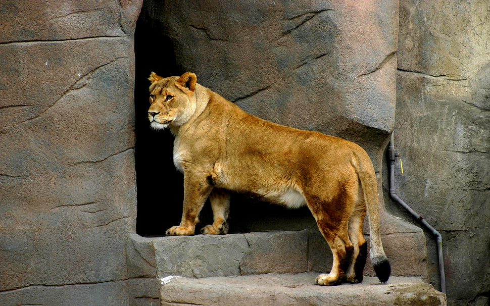 brown lioness standing on gray concrete house HD wallpaper
