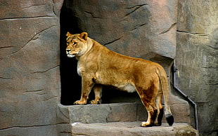 brown lioness standing on gray concrete house