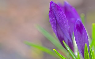 close up photo of a purple petaled flower