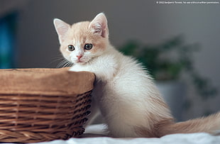 orange tabby kitten standing near basket