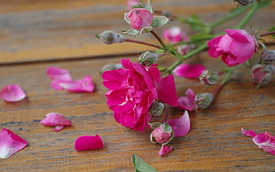 pink roses, flowers, pink flowers, petals, rose HD wallpaper