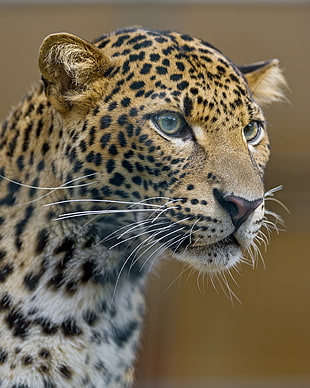 Jaguar in closeup photo, leopard