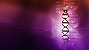purple cell illustration, DNA, double helix, Genes