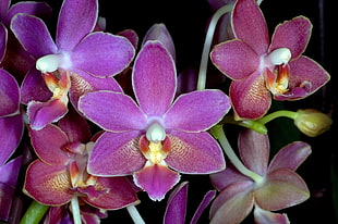 purple moth orchid in closeup photography