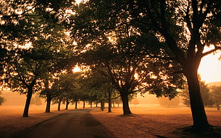nature HD wallpaper