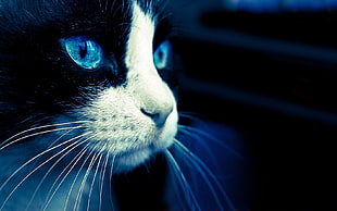 macro photography of tuxedo cat