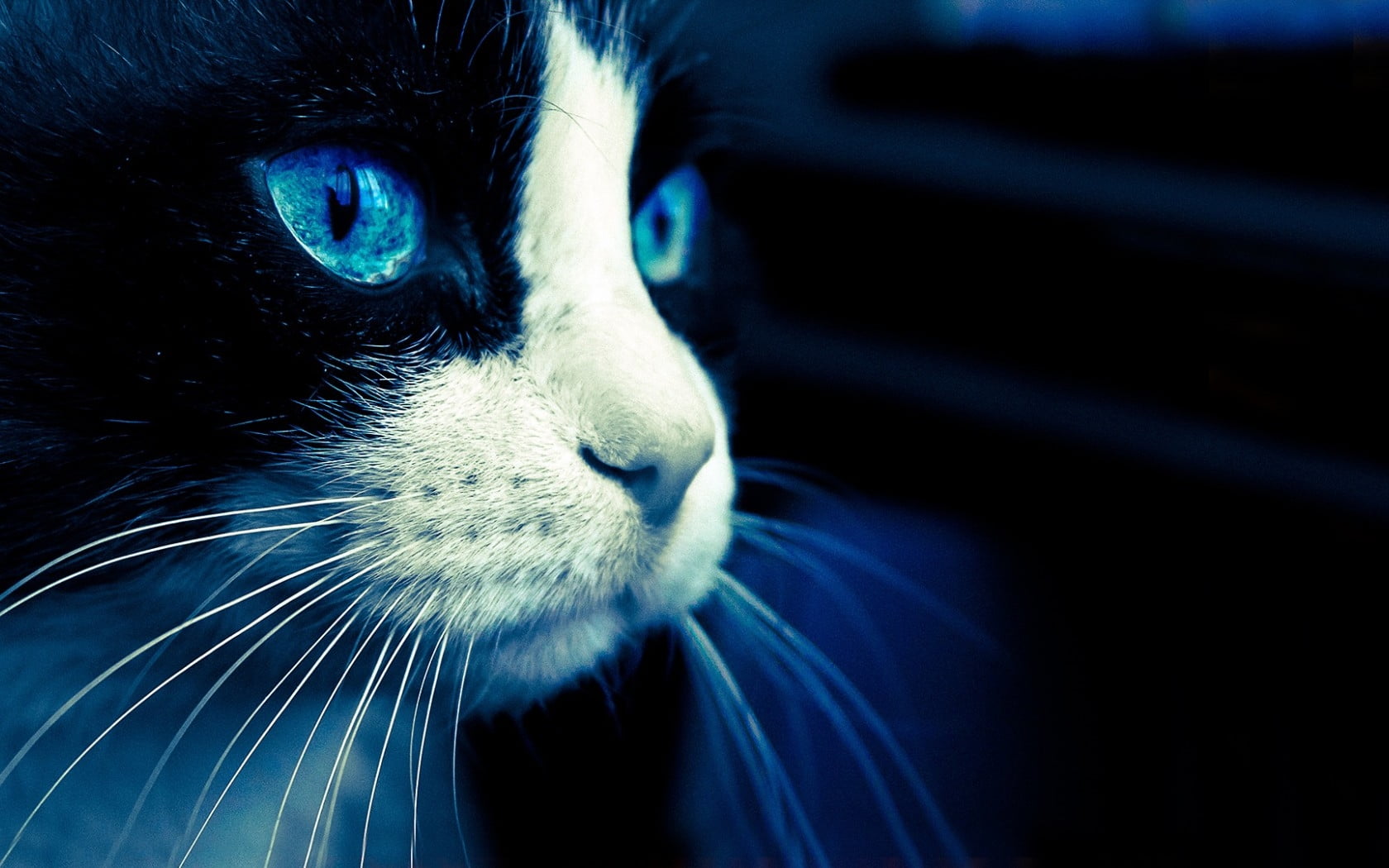 macro photography of tuxedo cat