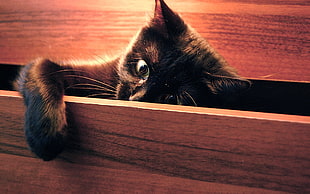 tortoiseshell cat inside opened brown wooden drawer cabinet
