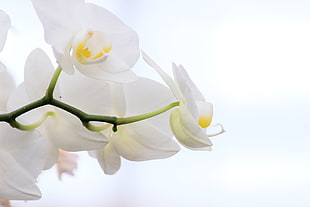 white flower HD wallpaper