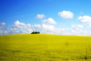 yellow flower field with green tree on the middle