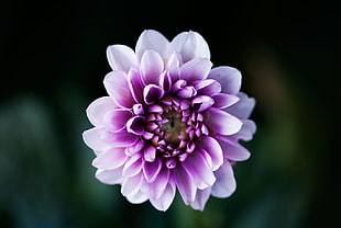 white and purple dahlia closeup photo