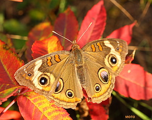 Common Buckeye butterfly perching on red leaves HD wallpaper