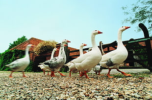white-and-black ducks walking in rocky road