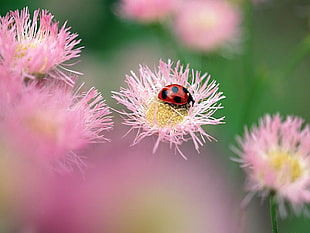 selective focus photography of spotted ladybug on pink flower during daytime