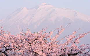 white Cherry Blossoms near mountain covered with snow at daytime