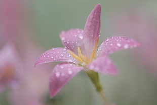 pink lily flower HD wallpaper