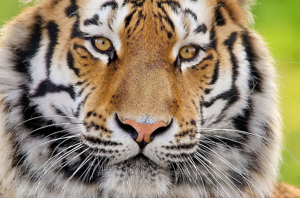 brown, black, and white tiger HD wallpaper