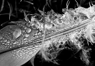 grayscale photo of feather HD wallpaper