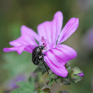 black Beetle on purple petaled flower HD wallpaper